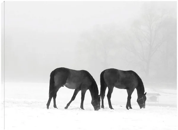 Feeding Pair Canvas Art by Erin Clark 32x24 Fineartcanvas