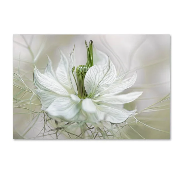 Trademark Fine Art 1X03389-C2232Gg Mandy Disher 'Nigella' Canvas Art - 2