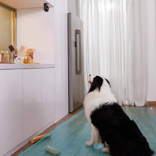Eufy Security 2K Indoor Pan & Tilt Pet Camera - 2 Count 248063