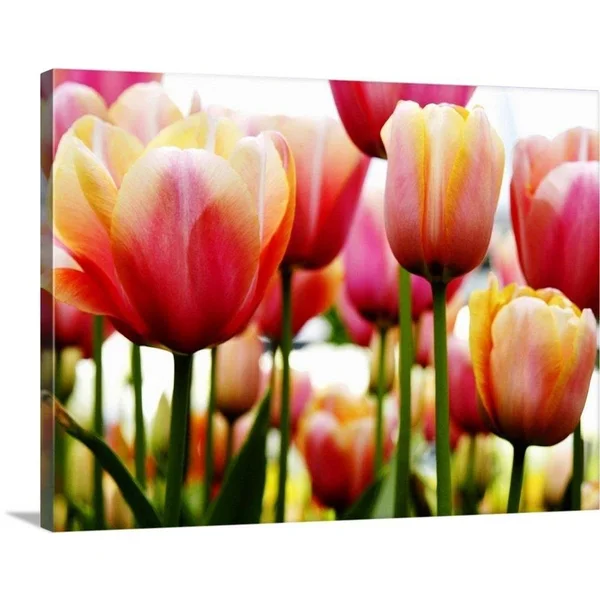 GreatBigCanvas Tulip by PhotoINC Studio Canva 30-in H x 40-in W Abstract Print on Canvas, 2529356-24-40X30