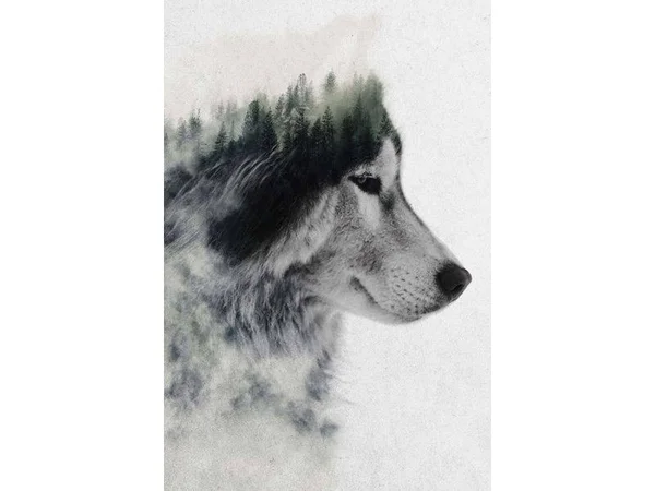 iCanvas Wolf Stare by Andreas Lie Canvas Print Multi 26x18 ALE189-1PC3-26x18