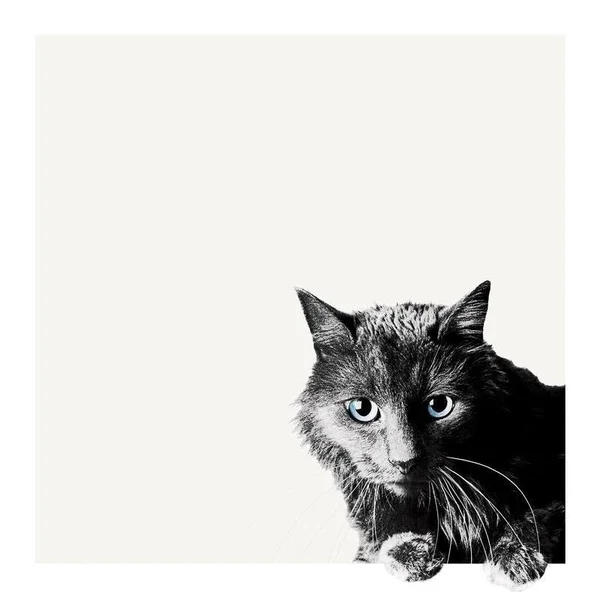 Easy Art Prints Jon Bertelli's 'Inquisitive' Premium Canvas Art - 24 x 24 - Classic Black Frame