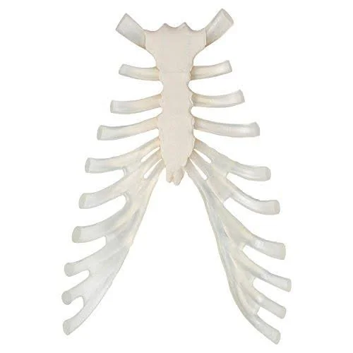 Axis Scientific Complete Disarticulated Human Skeleton Bundle - Includes 3 Part Human Skull, Life Size Bones, Articulated Hand an