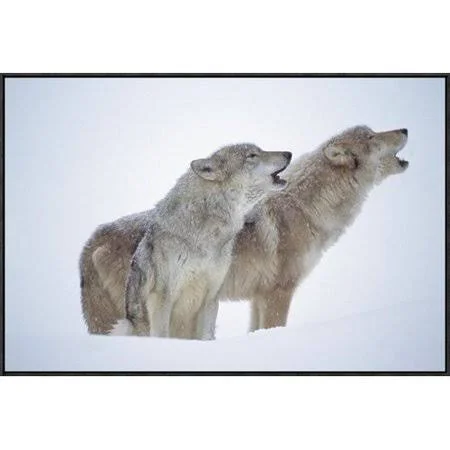 Global Gallery Timber Wolves Close-up Portrait of Pair Howling in Snow, North America by Tim Fitzharris Framed Photographic Prin