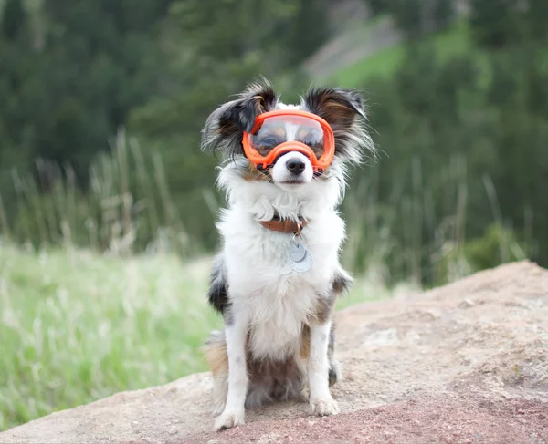 Rex Specs Dog Goggles - Hot Granny Smith - X-Small - 1 Clear & 1 Red Mirror Lens