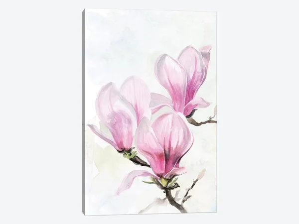 Jennifer Paxton Parker Canvas Prints - Magnolia Blooms II ( Floral & Botanical > Flowers > Magnolias art)