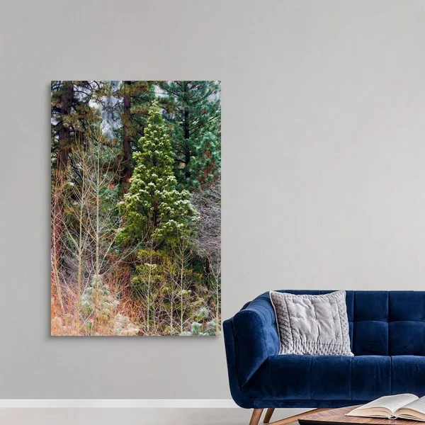 Mixed Forest in Winter - Yosemite Valley, Yosemite National Park, California, Canvas Wall Art, 40x60, Great Big Canvas