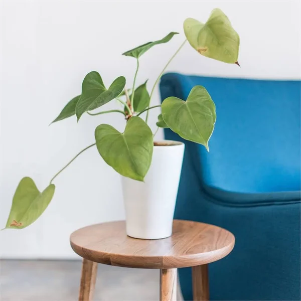 Gingko Oslo Side Table - Natural Walnut