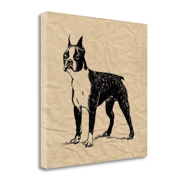 24x22 x 24x22 Boston Terrier by Sabine Berg Fine Art Giclee Print