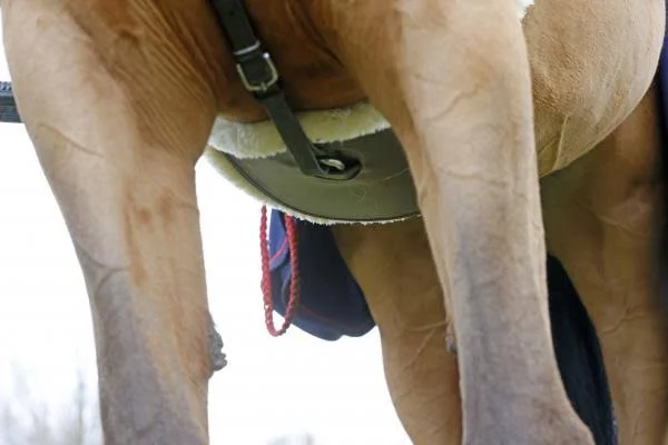 Kentucky Horsewear Lambskin Cleat Belt