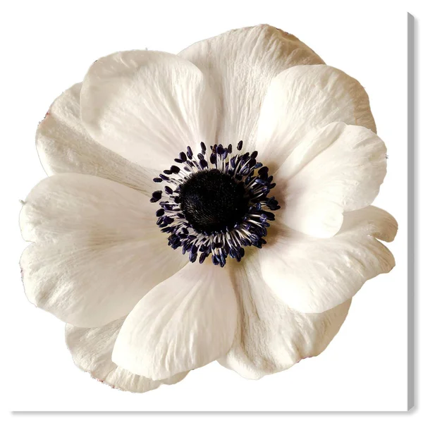 Oliver Gal White Floral Canvas Wall Art