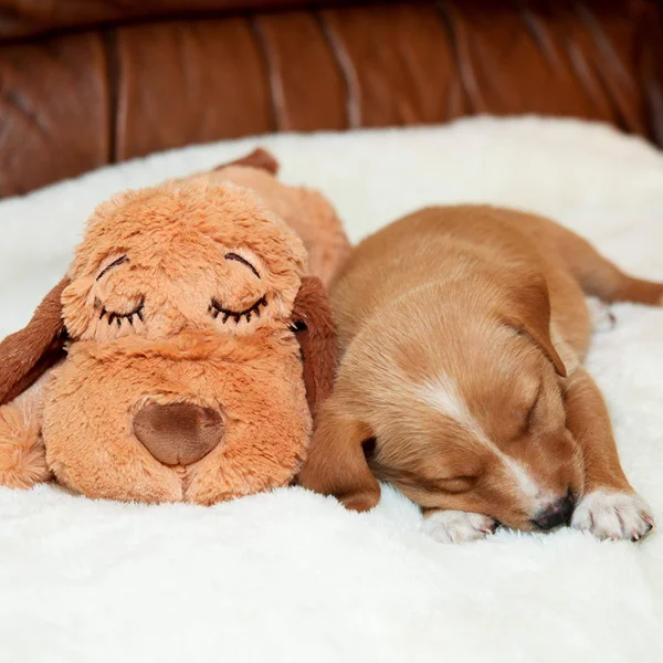 SmartPetLove Snuggle Puppy Behavioral Aid Toy Biscuit