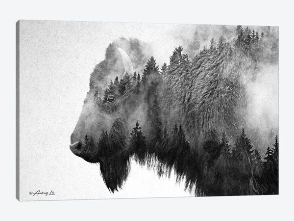 Andreas Lie Canvas Art Prints - Black & White Bison