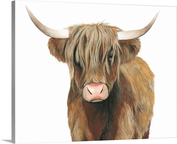 Highland Cattle II - Canvas Wall Art, 45x36, Great Big Canvas
