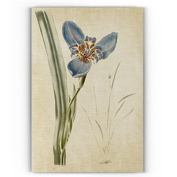 Wexford Home 'Botanical Plate I' Gallery-Wrapped Canvas Art - 18 x 24